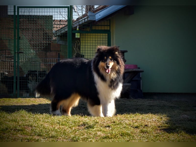 Rough Collie