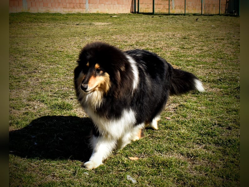 Rough Collie
