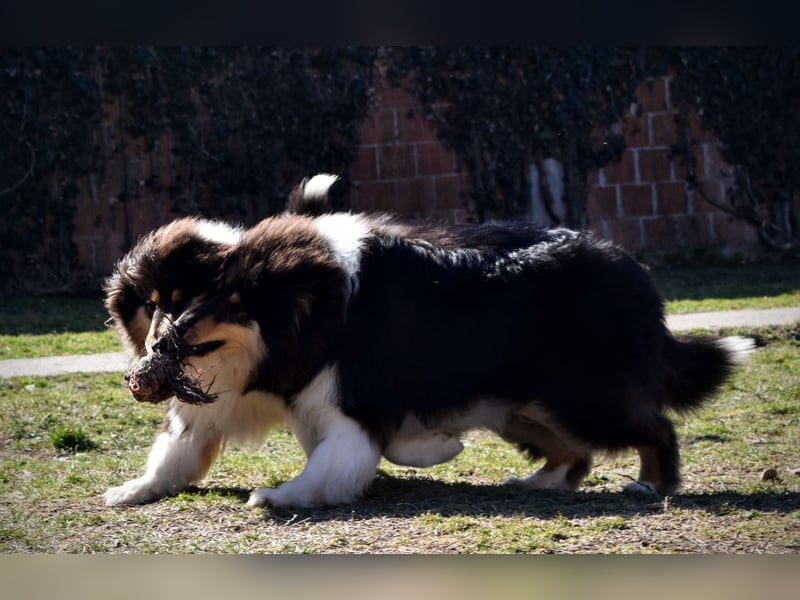 Rough Collie
