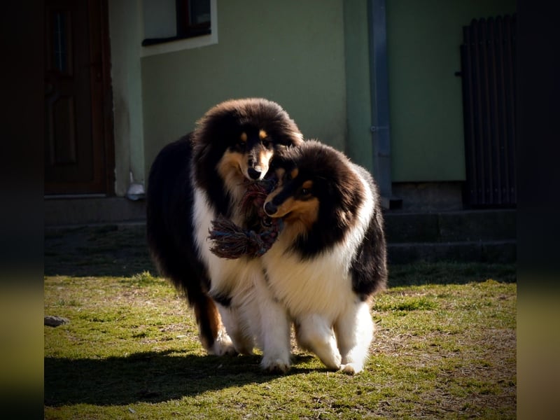 Rough Collie