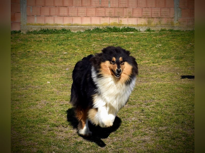 Rough Collie