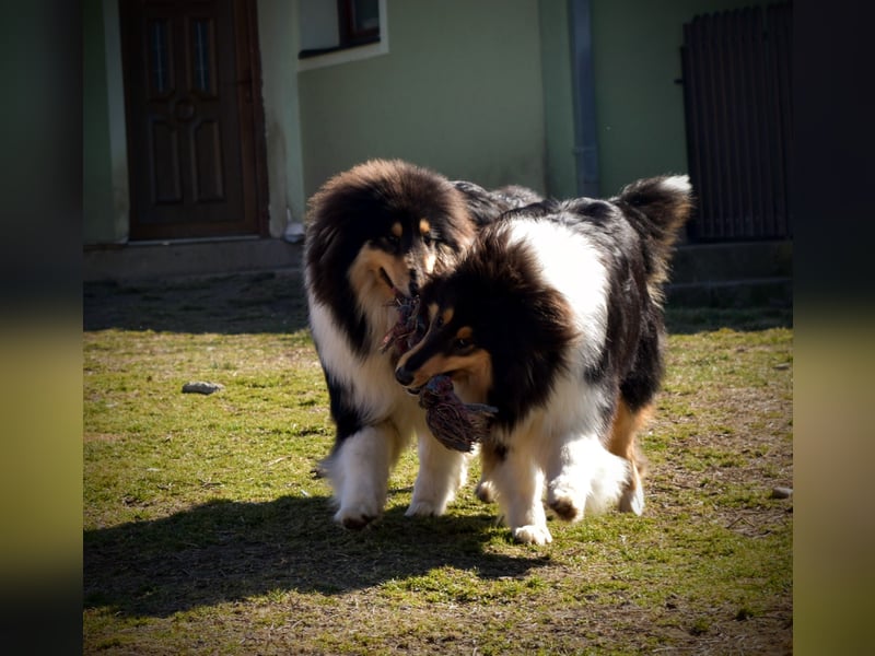 Rough Collie