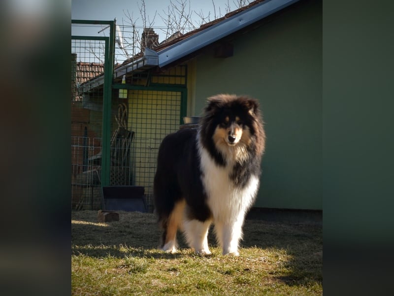 Rough Collie