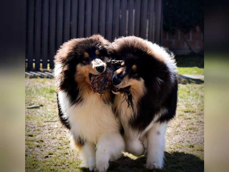 Rough Collie