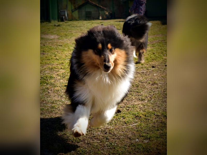 Rough Collie
