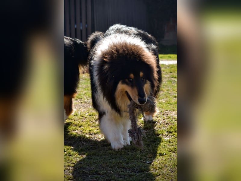 Rough Collie