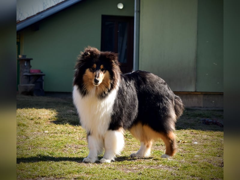 Rough Collie