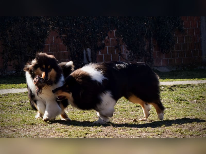 Rough Collie