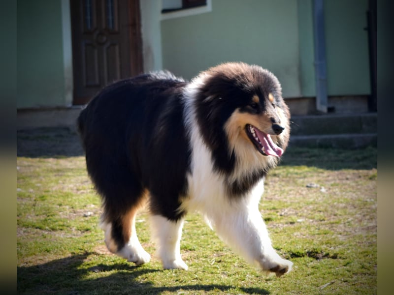 Rough Collie