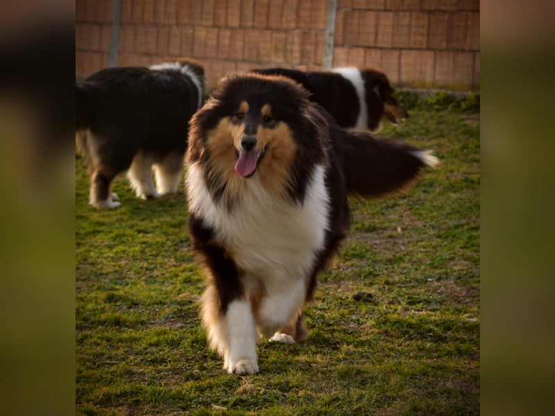 Rough Collie