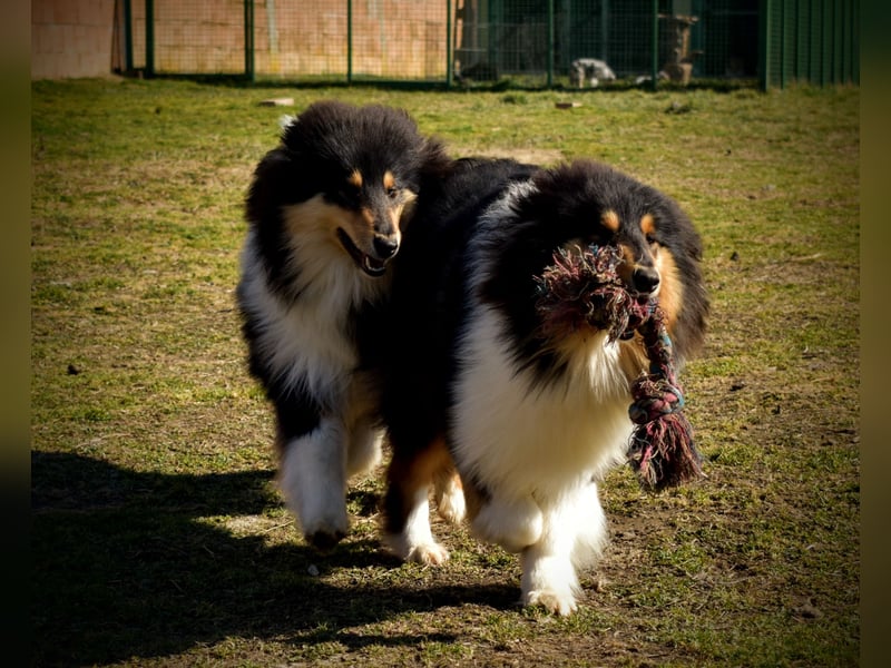 Rough Collie