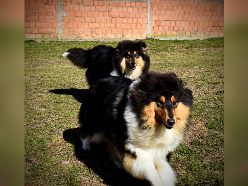 Rough Collie