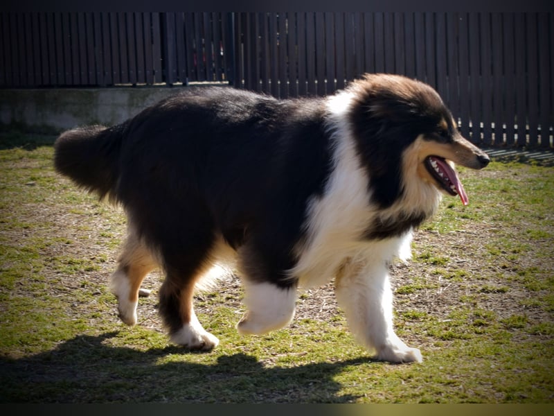 Rough Collie