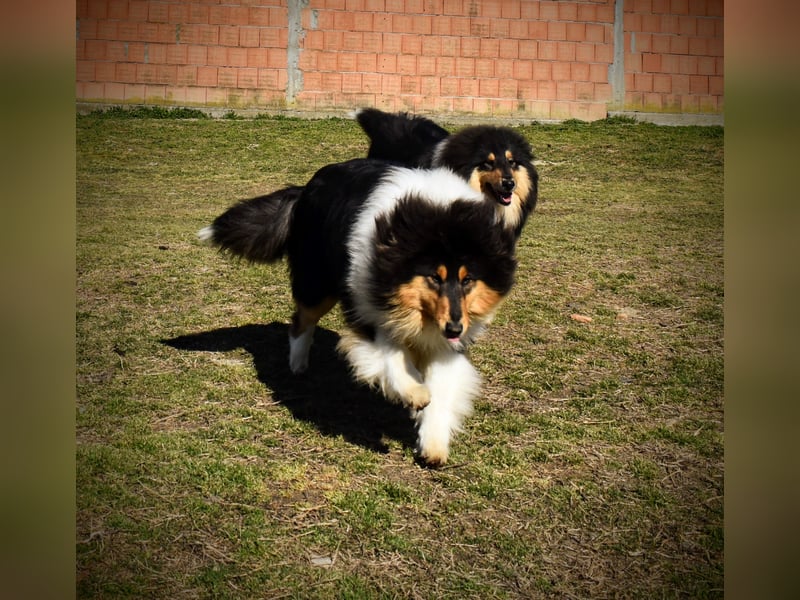 Rough Collie
