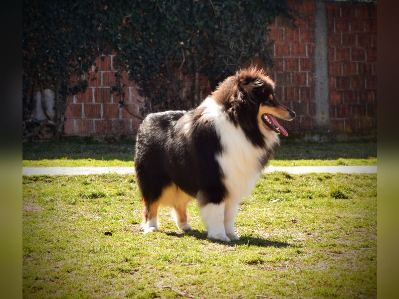 Rough Collie