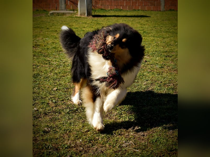 Rough Collie
