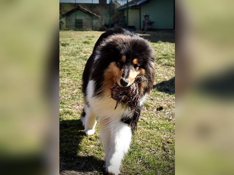 Rough Collie