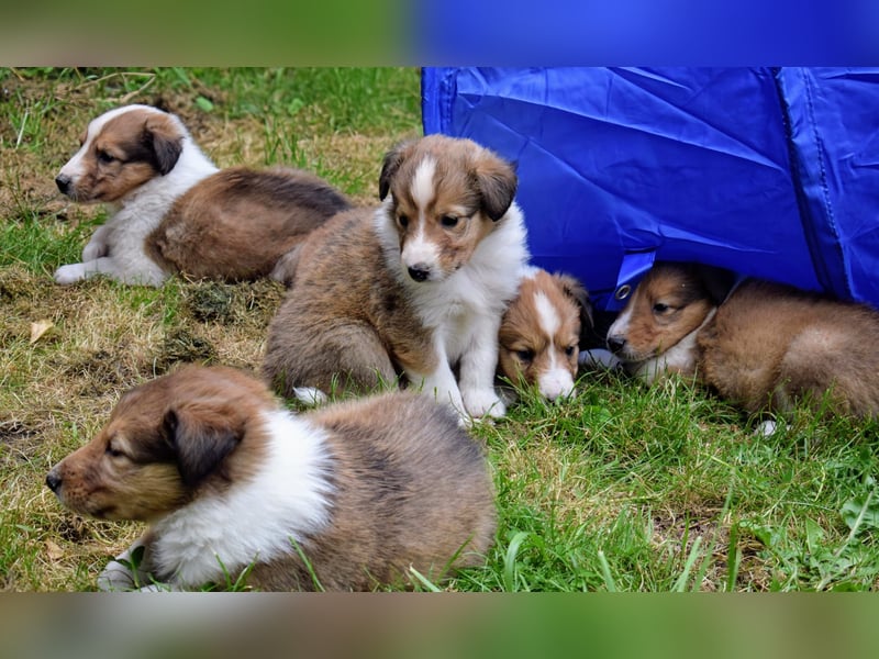 Colliewelpen aus über 40Jahren Zucht
