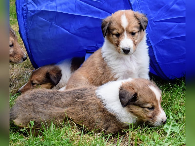 Colliewelpen aus über 40Jahren Zucht