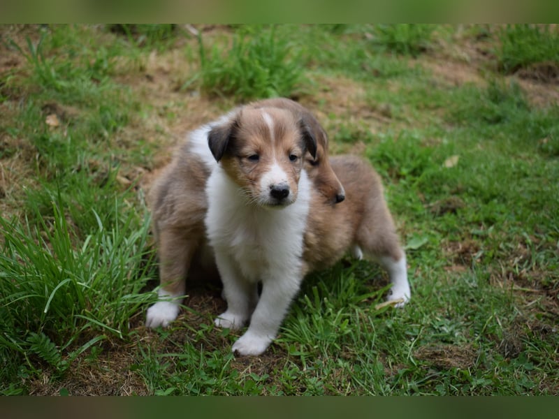 Colliewelpen aus über 40Jahren Zucht