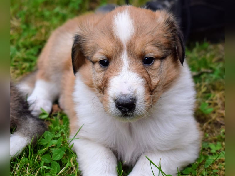 Colliewelpen aus über 40Jahren Zucht