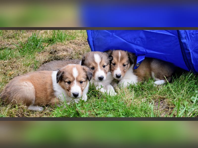 Colliewelpen aus über 40Jahren Zucht