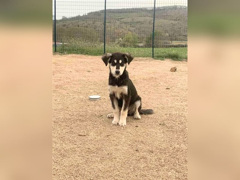 Tierschutz Hundekind sucht ihr Körbchen