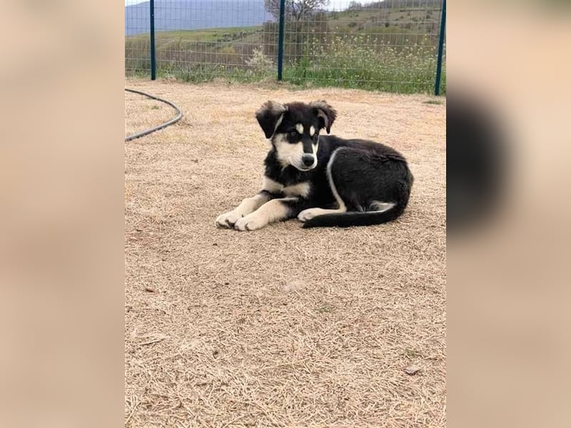 Tierschutz Hundekind sucht ihr Körbchen