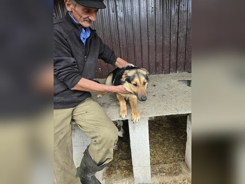 Shiva  sucht Schulter zum Anlehnen