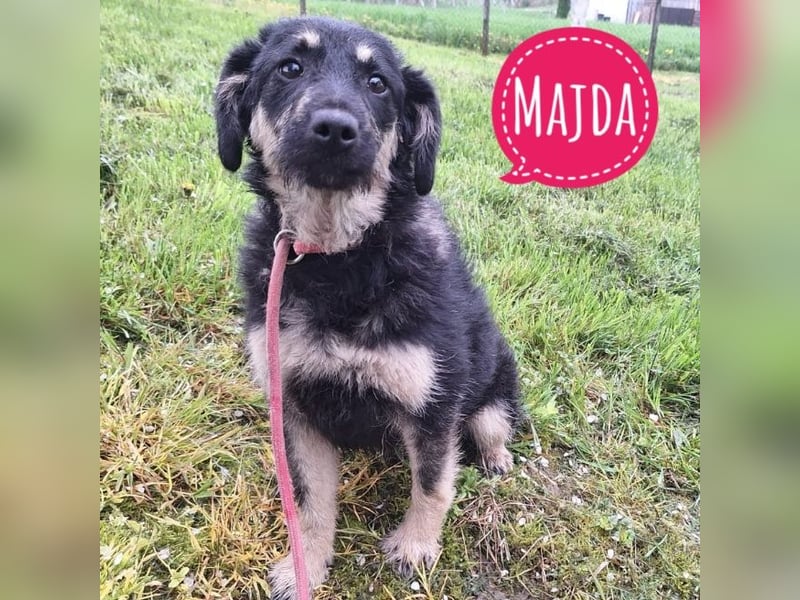 Majda - seit Welpenalter in Tierheim
