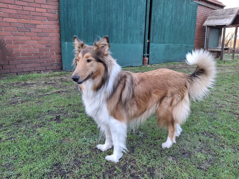 Reinrassige Collie Welpen Amerikanischer Langhaarcollie *01.02.2025