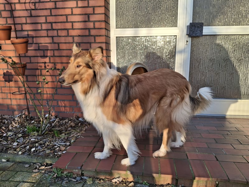 Reinrassige Collie Welpen Amerikanischer Langhaarcollie *01.02.2025