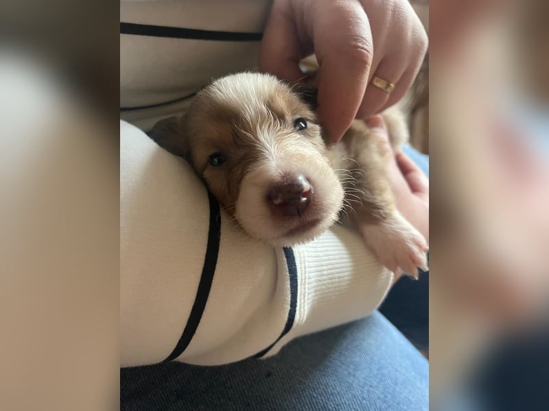 Reinrassige Collie Welpen Amerikanischer Langhaarcollie *01.02.2025