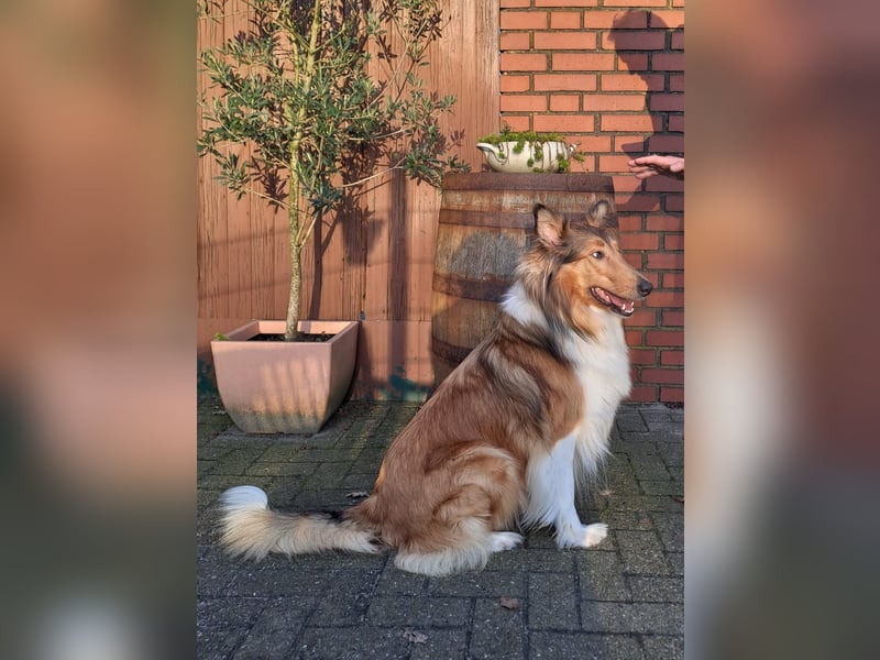 Reinrassige Collie Welpen Amerikanischer Langhaarcollie *01.02.2025