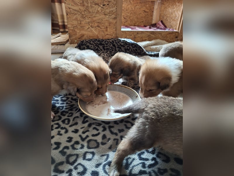 Reinrassige Collie Welpen Amerikanischer Langhaarcollie *01.02.2025