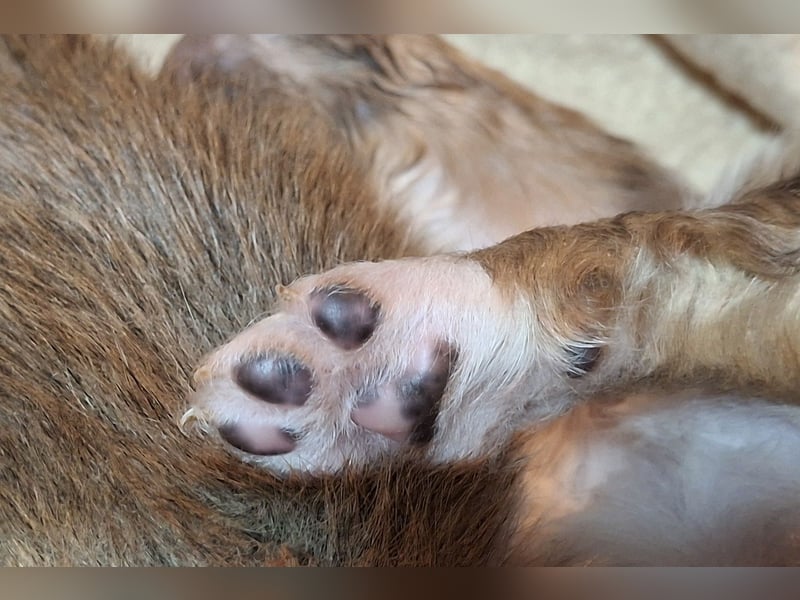 Reinrassige Collie Welpen Amerikanischer Langhaarcollie *01.02.2025