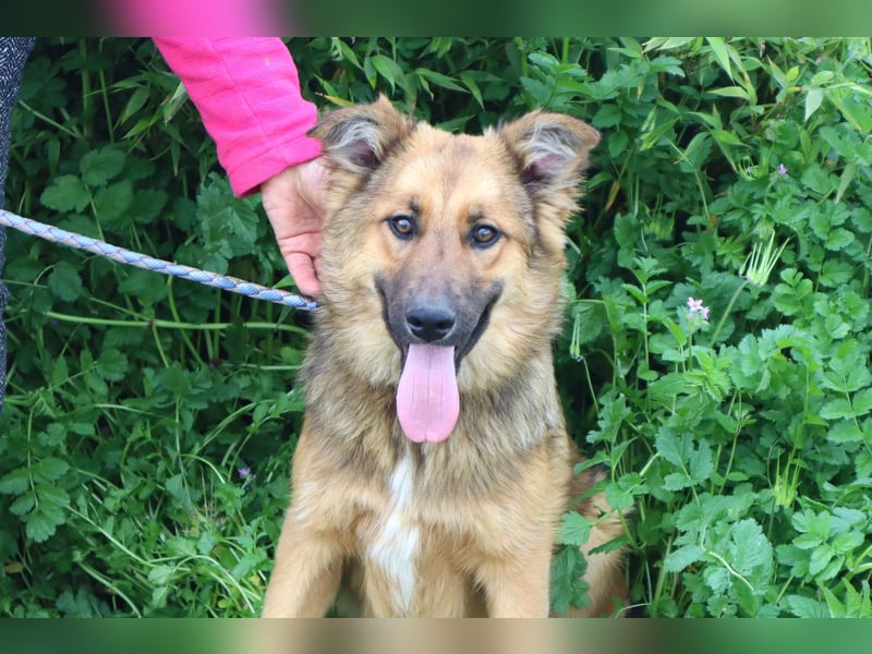 Bea, Mix Collie / Schäferhund, lieb und verträglich