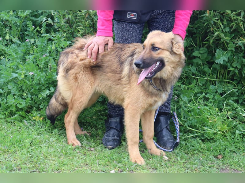 Bea, Mix Collie / Schäferhund, lieb und verträglich