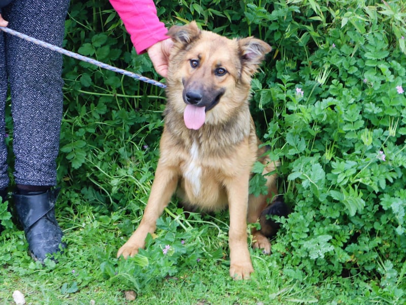 Bea, Mix Collie / Schäferhund, lieb und verträglich