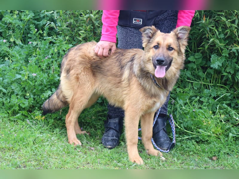 Bea, Mix Collie / Schäferhund, lieb und verträglich