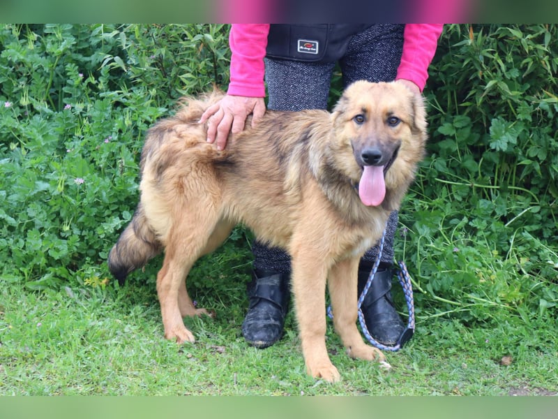 Bea, Mix Collie / Schäferhund, lieb und verträglich