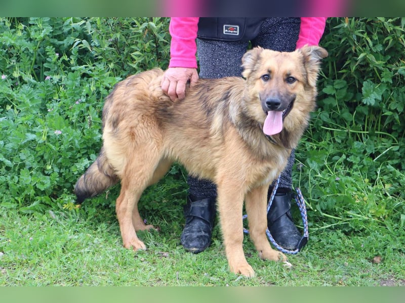 Bea, Mix Collie / Schäferhund, lieb und verträglich
