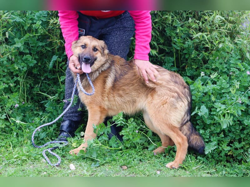 Bea, Mix Collie / Schäferhund, lieb und verträglich