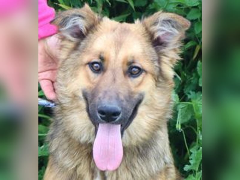 Bea, Mix Collie / Schäferhund, lieb und verträglich