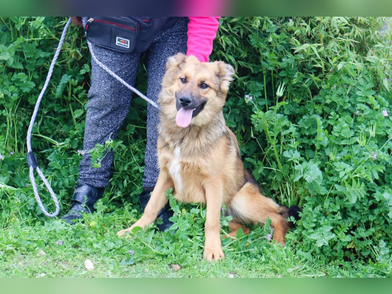 Bea, Mix Collie / Schäferhund, lieb und verträglich