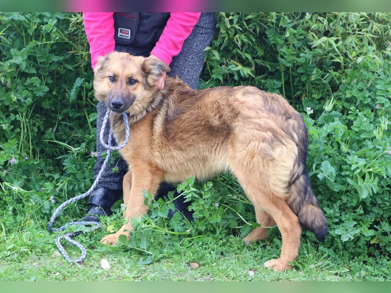Bea, Mix Collie / Schäferhund, lieb und verträglich