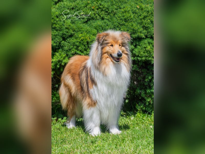 Collie Hündin