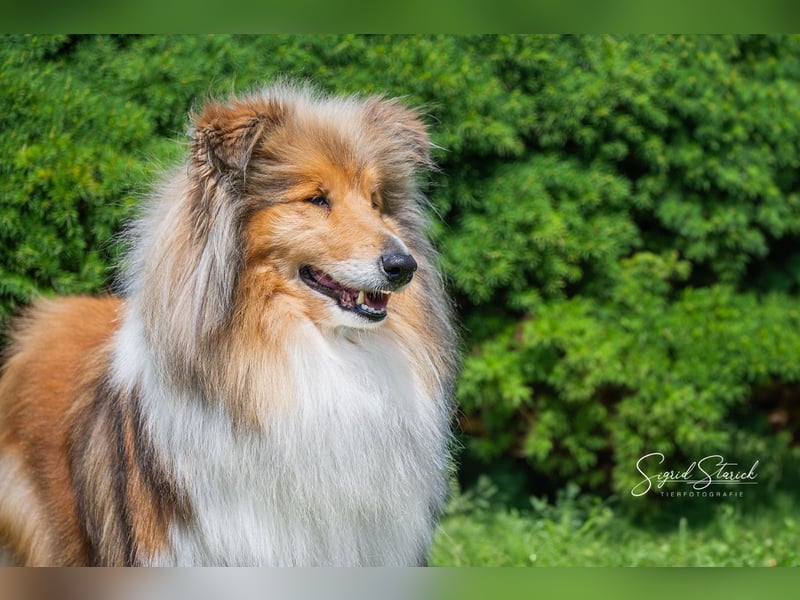 Collie Hündin