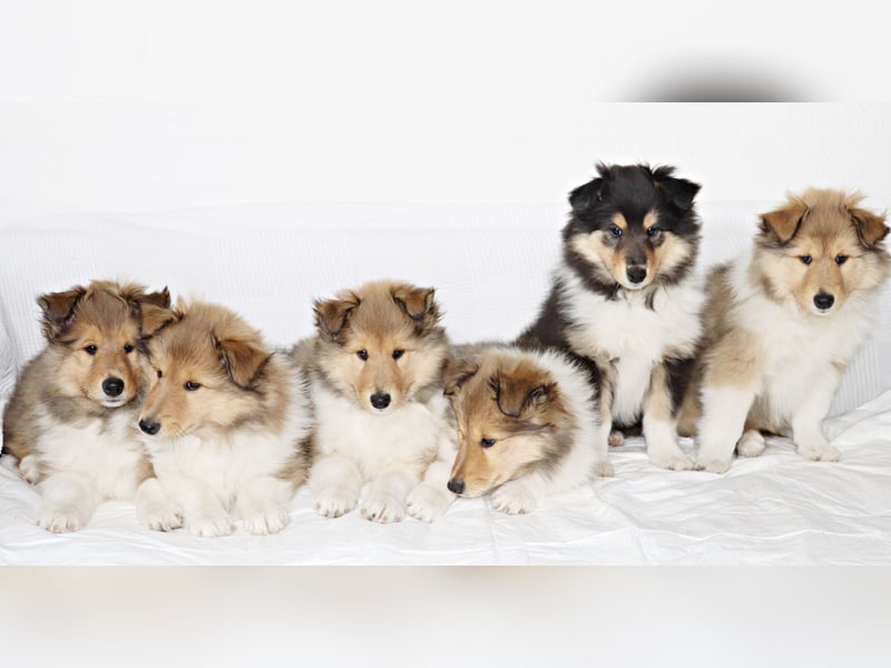 Collie Welpen aus VDH Zucht