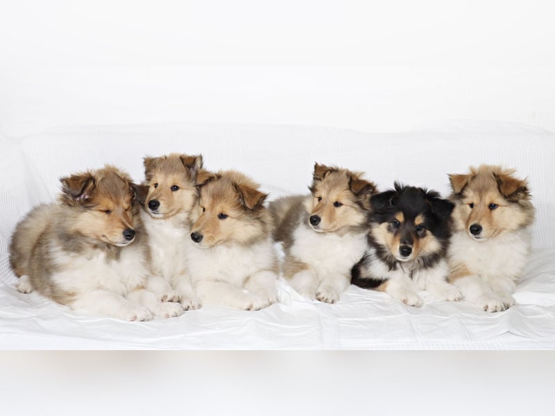 Collie Welpen aus VDH Zucht